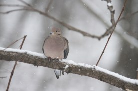 Mourning-Dove